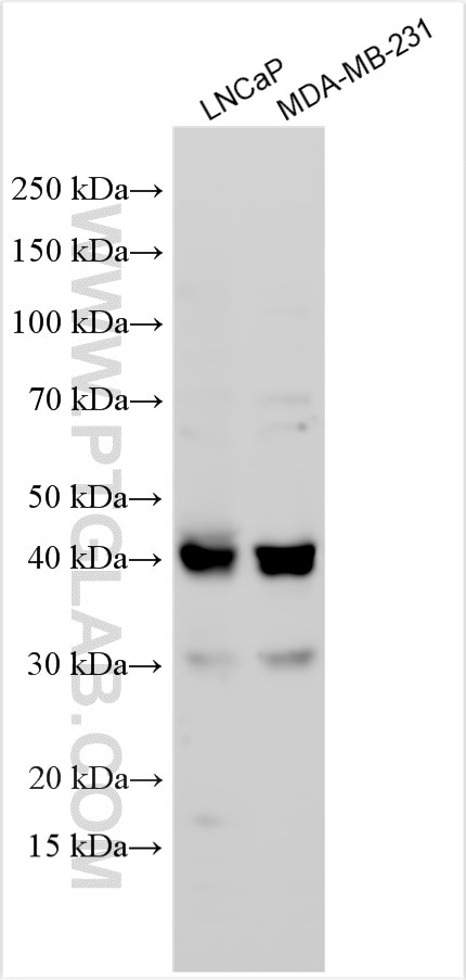 Western Blot (WB) analysis of various lysates using DNASE2 Polyclonal antibody (15934-1-AP)