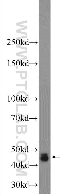 Western Blot (WB) analysis of A549 cells using DNASE2B Polyclonal antibody (22652-1-AP)