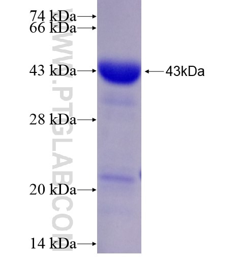 DND1 fusion protein Ag28330 SDS-PAGE