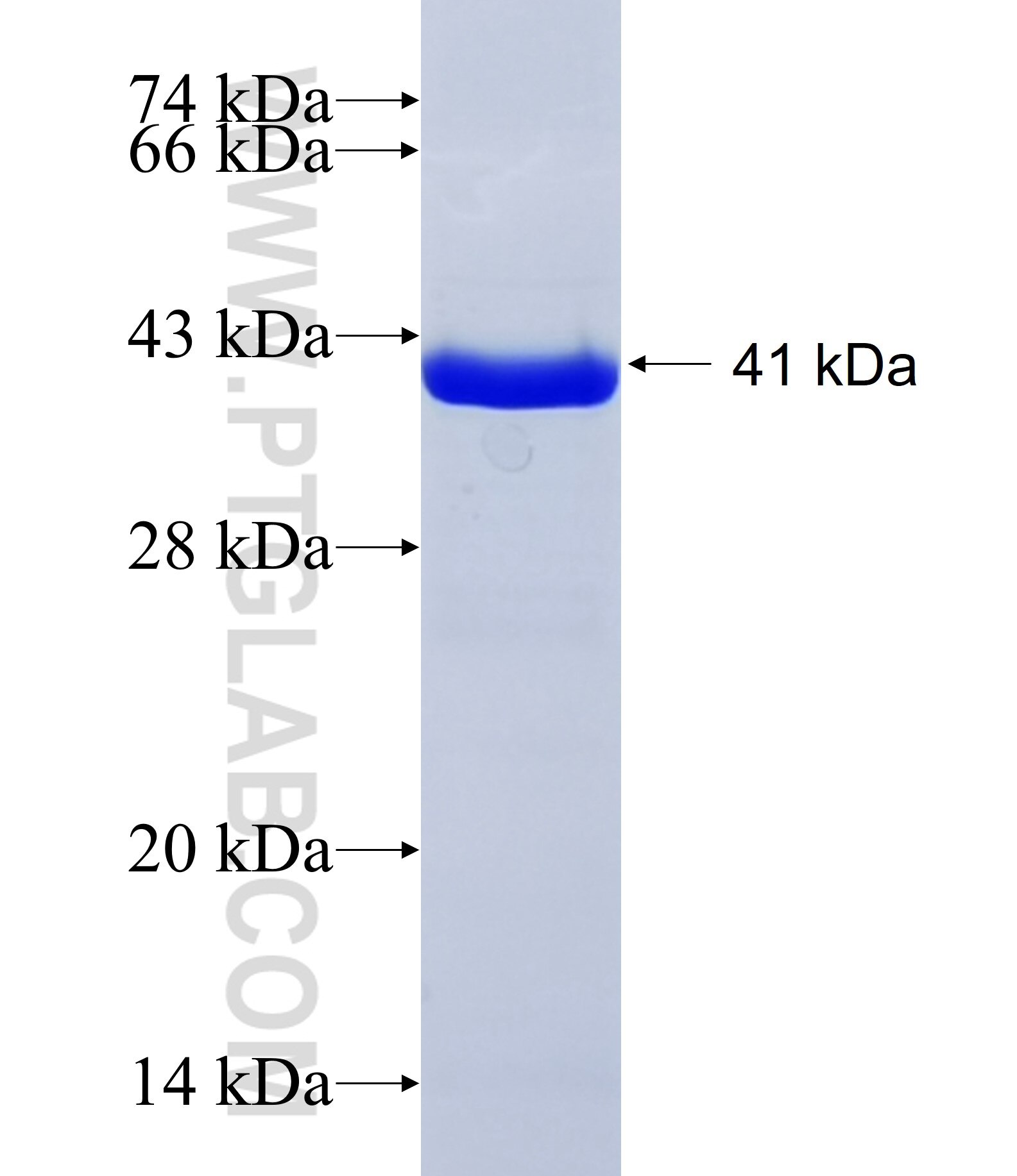 DND1 fusion protein Ag28330 SDS-PAGE