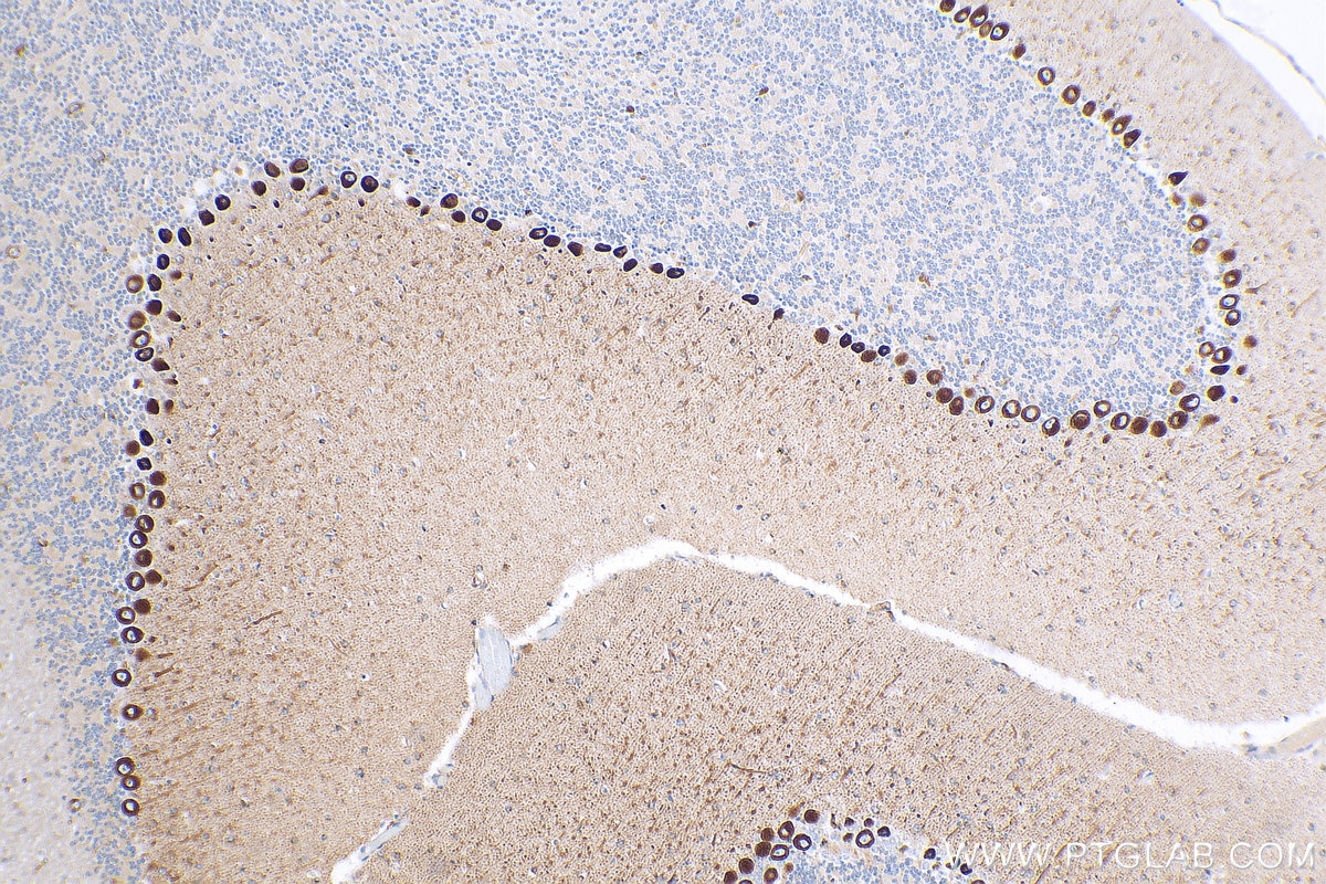 Immunohistochemistry (IHC) staining of mouse cerebellum tissue using DNER Polyclonal antibody (24362-1-AP)