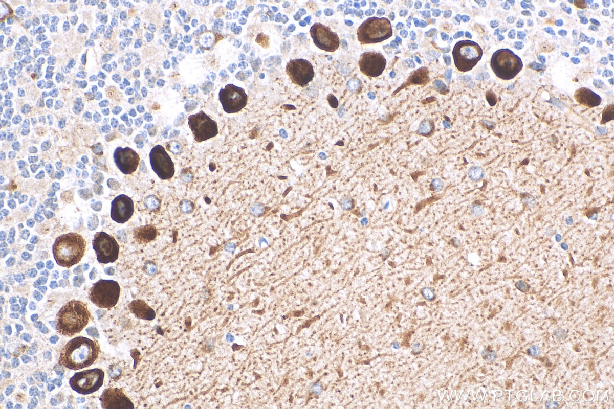Immunohistochemistry (IHC) staining of mouse cerebellum tissue using DNER Polyclonal antibody (24362-1-AP)