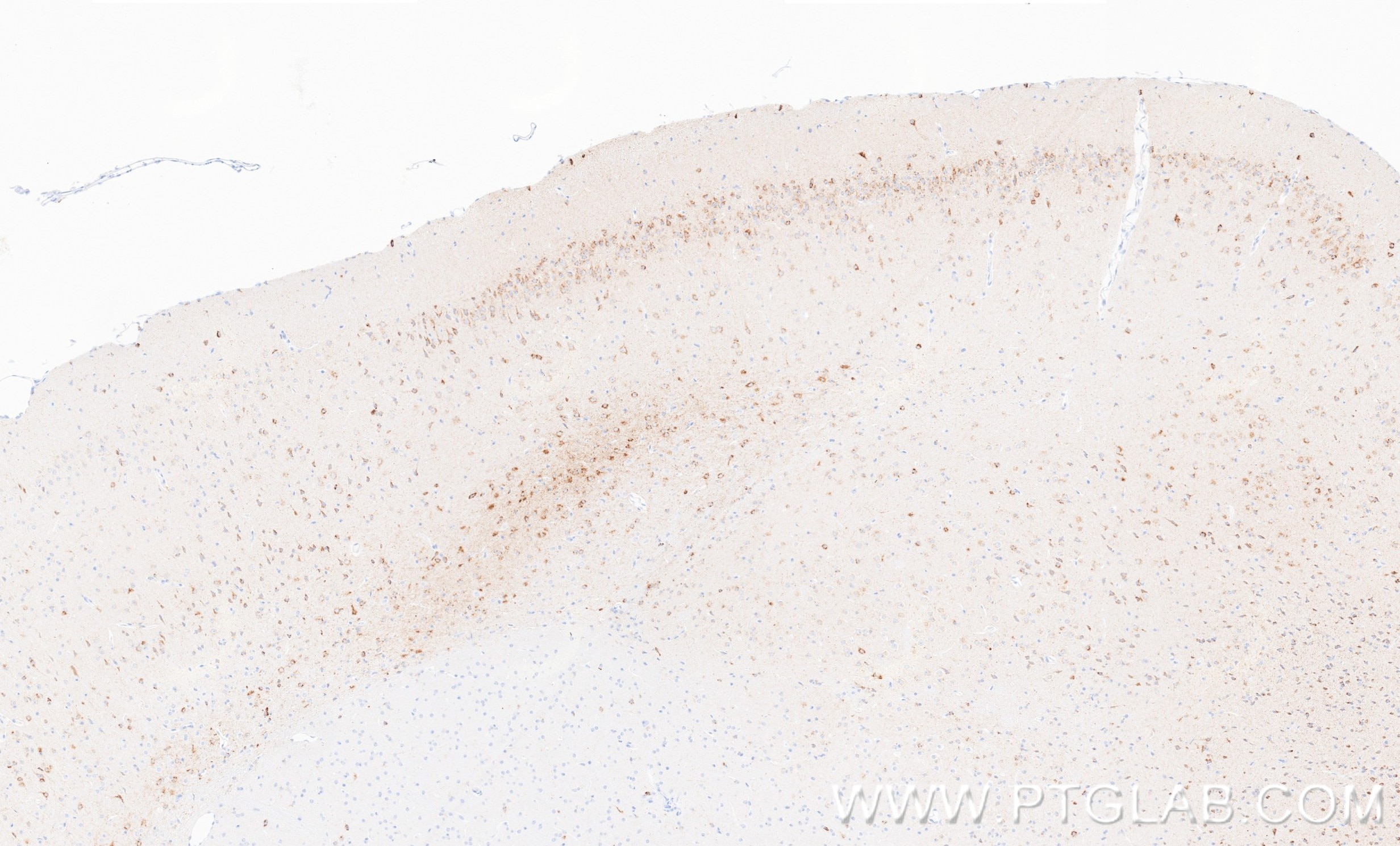 IHC staining of mouse brain using 87343-1-RR (same clone as 87343-1-PBS) Immunohistochemistry (IHC) staining of mouse brain tissue using DNER Recombinant monoclonal antibody (87343-1-RR)
