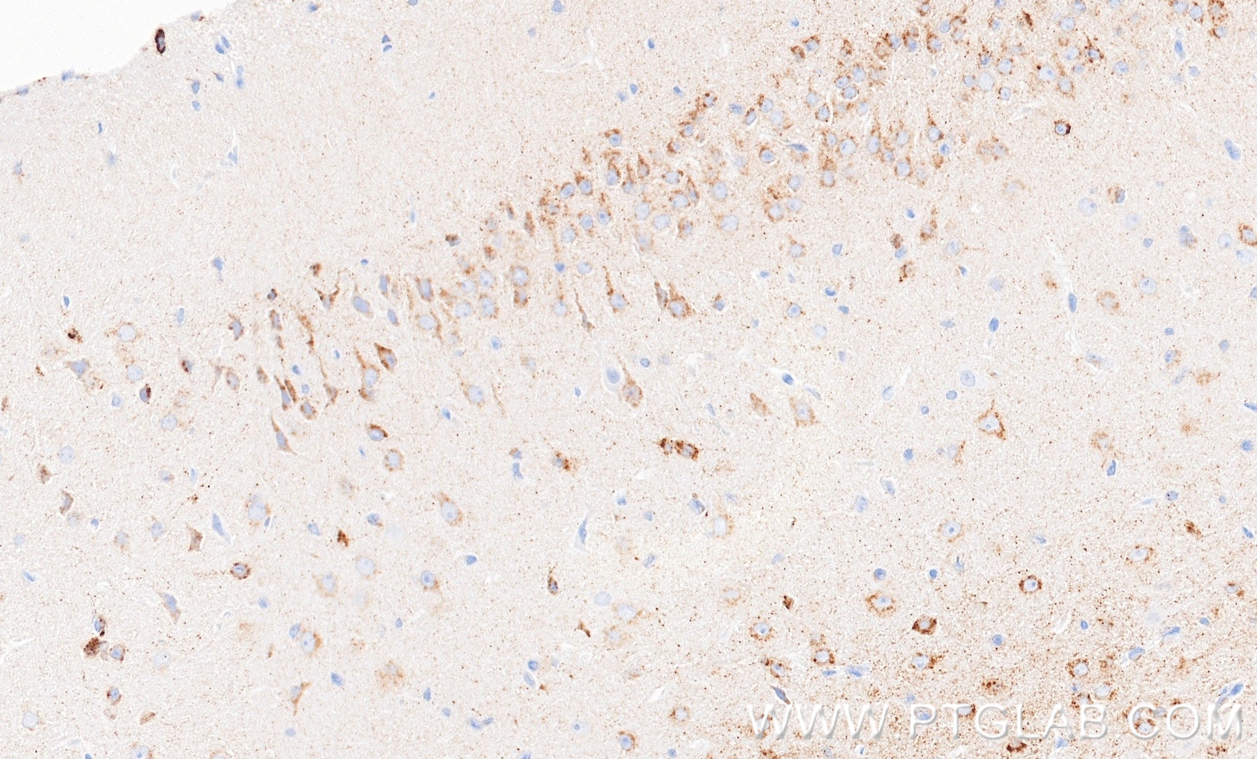 IHC staining of mouse brain using 87343-1-RR (same clone as 87343-1-PBS) Immunohistochemistry (IHC) staining of mouse brain tissue using DNER Recombinant monoclonal antibody (87343-1-RR)