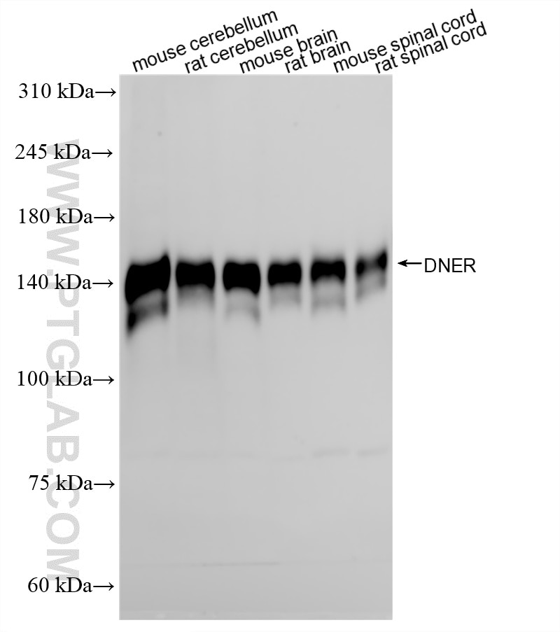 WB analysis using 87343-1-RR (same clone as 87343-1-PBS) Western Blot (WB) analysis of various lysates using DNER Recombinant monoclonal antibody (87343-1-RR)