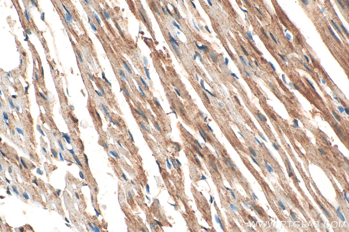 Immunohistochemistry (IHC) staining of rat heart tissue using DNLZ Polyclonal antibody (31844-1-AP)