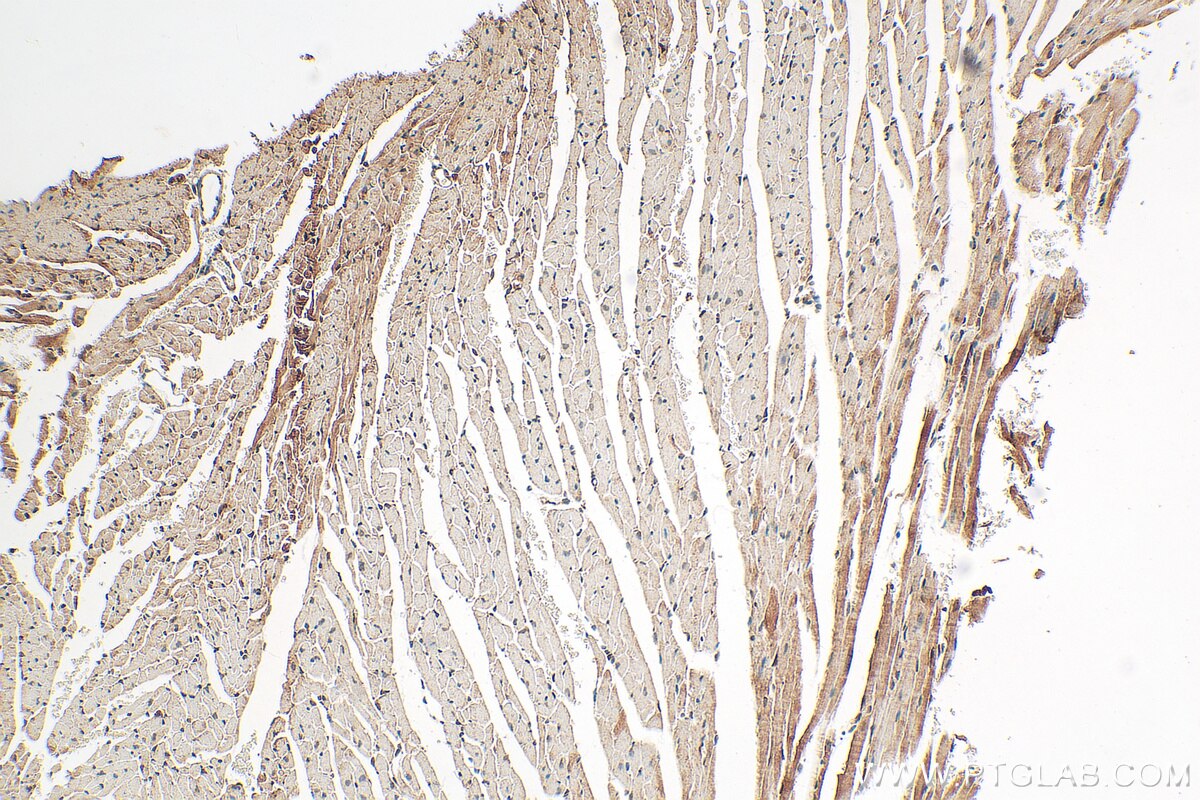Immunohistochemistry (IHC) staining of mouse heart tissue using DNLZ Polyclonal antibody (31844-1-AP)