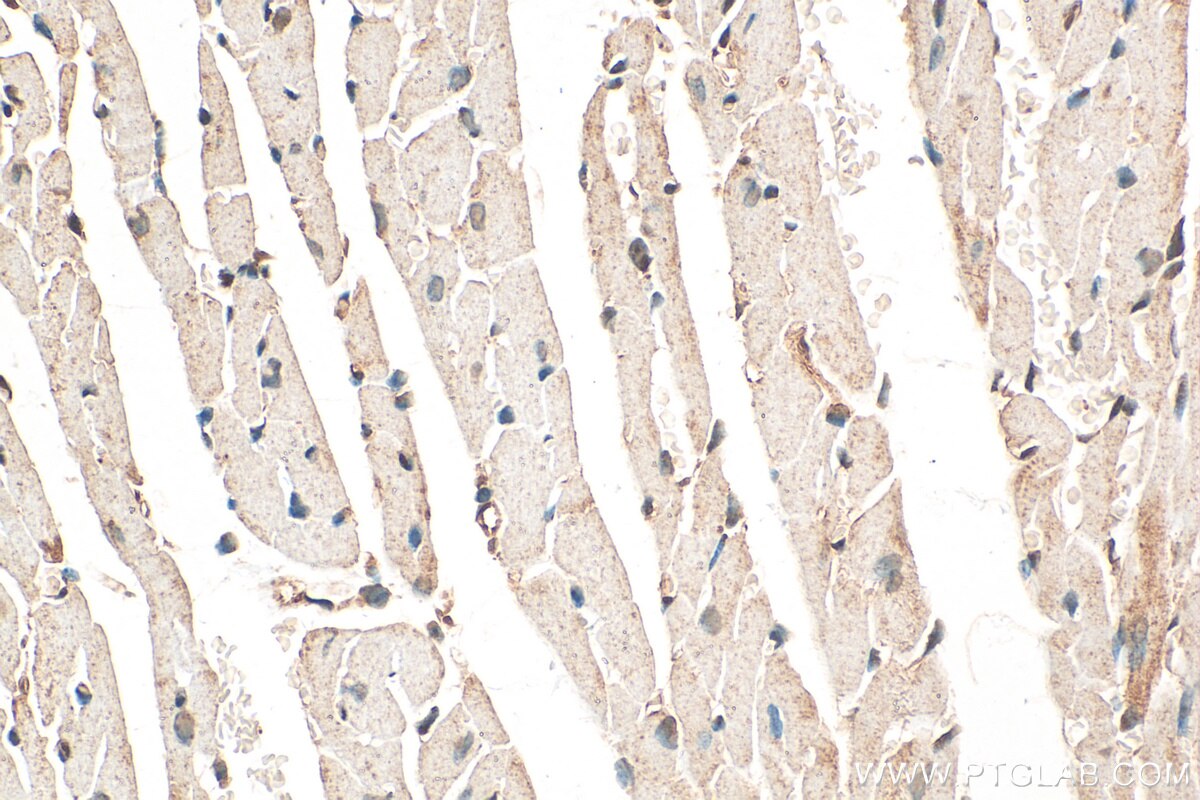 Immunohistochemistry (IHC) staining of mouse heart tissue using DNLZ Polyclonal antibody (31844-1-AP)