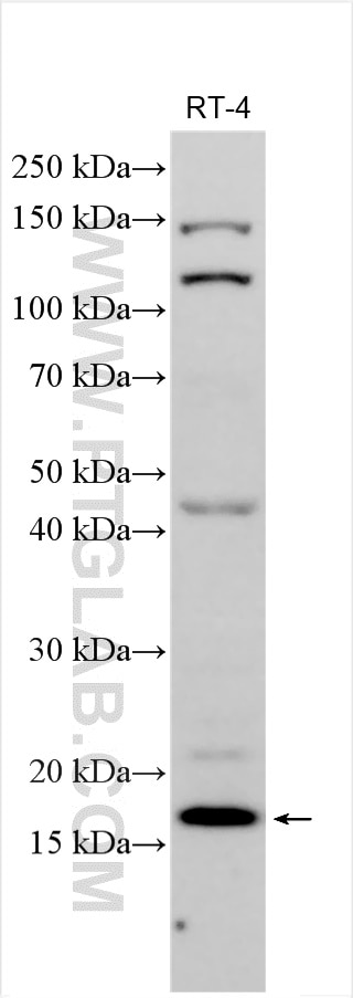 Western Blot (WB) analysis of various lysates using DNLZ Polyclonal antibody (31844-1-AP)