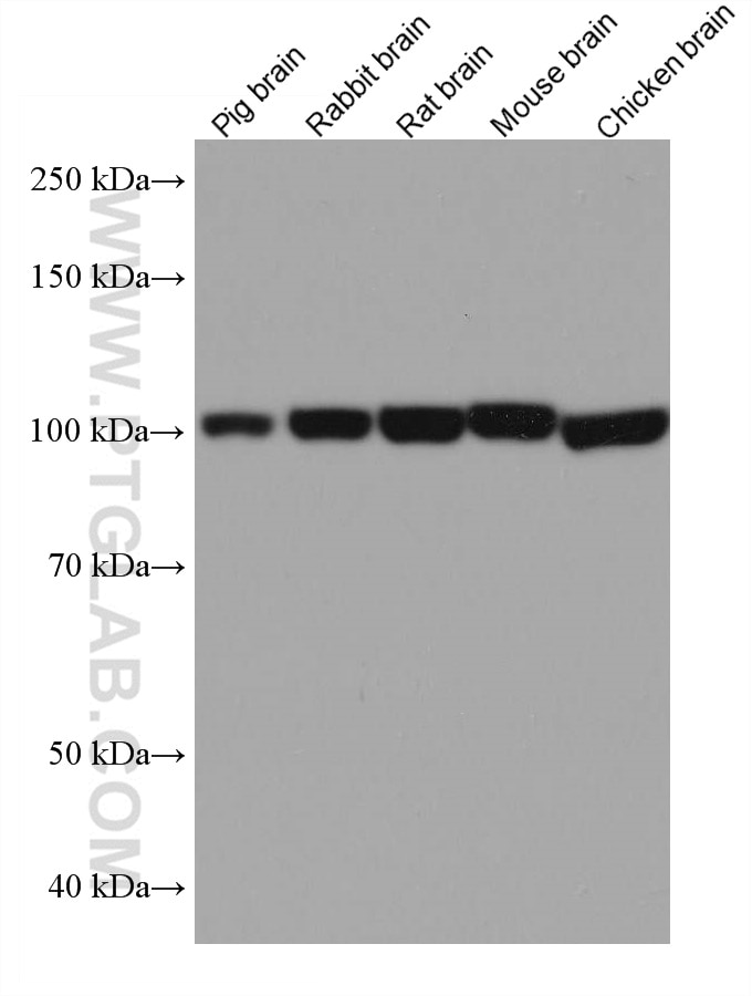 Western Blot (WB) analysis of pig brain tissue using DNM1 Monoclonal antibody (68009-1-Ig)