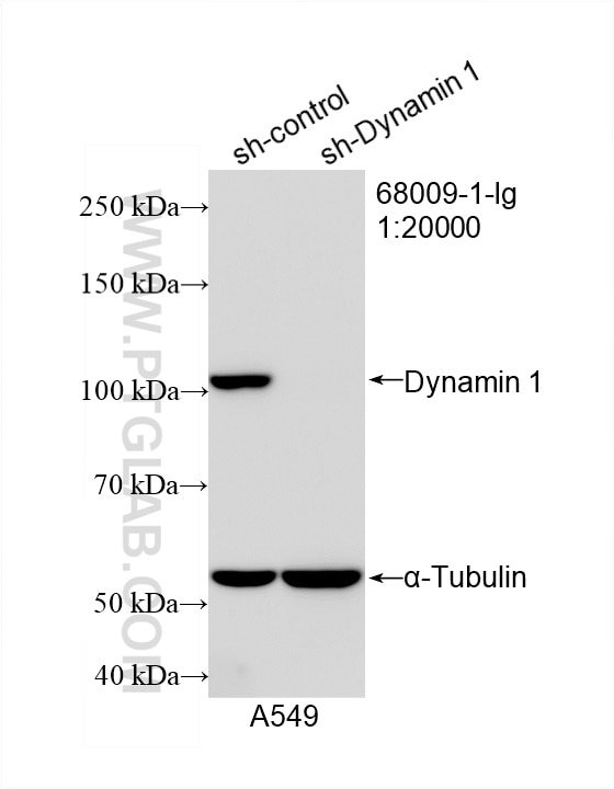 Western Blot (WB) analysis of A549 cells using DNM1 Monoclonal antibody (68009-1-Ig)