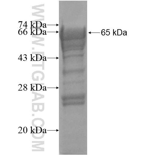 DNM1 fusion protein Ag12827 SDS-PAGE
