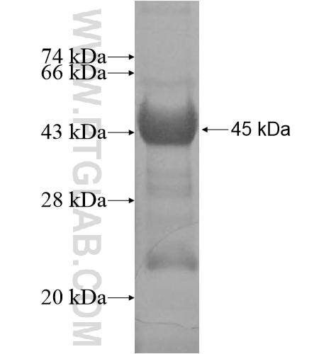 DNM1 fusion protein Ag12932 SDS-PAGE