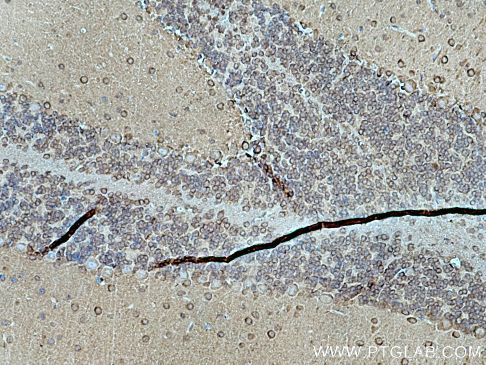 Immunohistochemistry (IHC) staining of mouse cerebellum tissue using DRP1 (C-terminal) Polyclonal antibody (12957-1-AP)