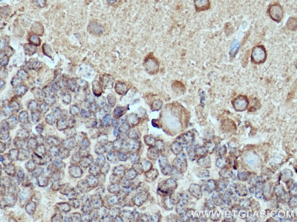 Immunohistochemistry (IHC) staining of mouse cerebellum tissue using DRP1 (C-terminal) Polyclonal antibody (12957-1-AP)