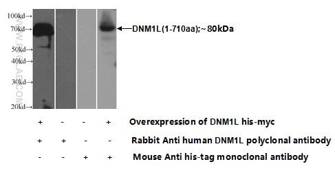 DRP1 (C-terminal) Polyclonal antibody