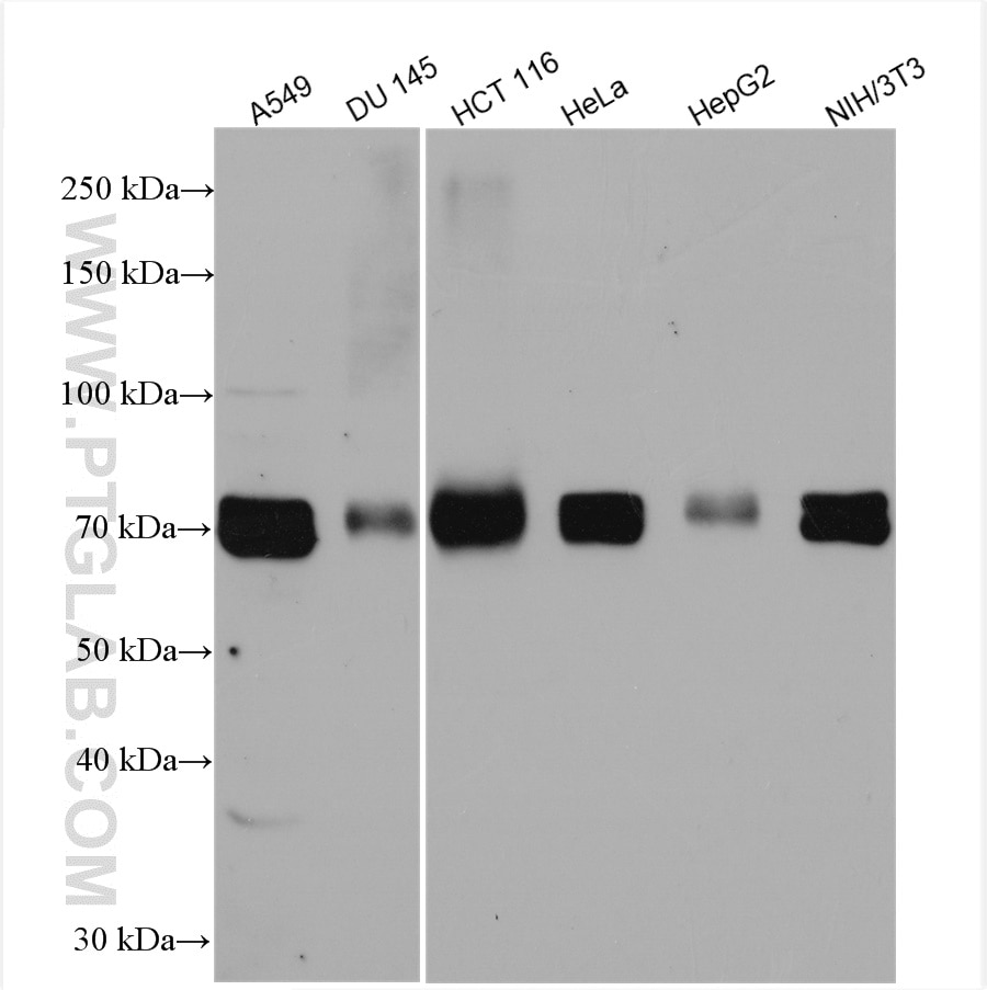 Western Blot (WB) analysis of various lysates using DRP1 (C-terminal) Polyclonal antibody (12957-1-AP)