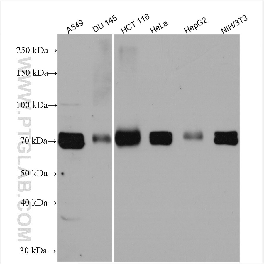 Western Blot (WB) analysis of various lysates using DRP1 (C-terminal) Polyclonal antibody (12957-1-AP)