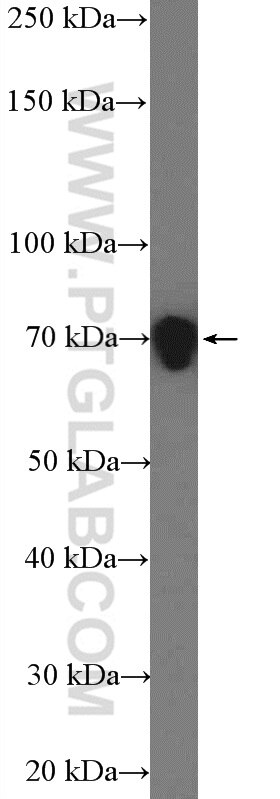 DRP1 (N-terminal) Polyclonal antibody