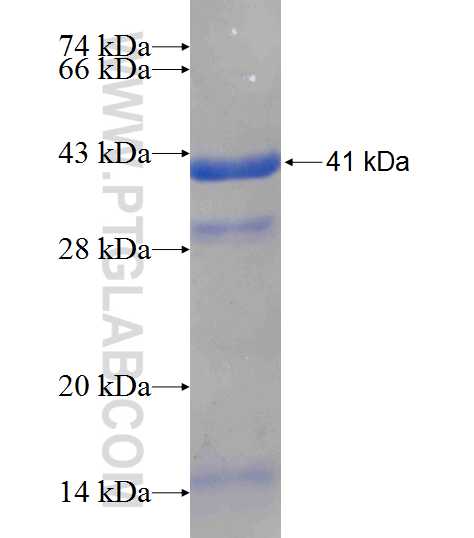 DNM1L,DLP1 fusion protein Ag24262 SDS-PAGE