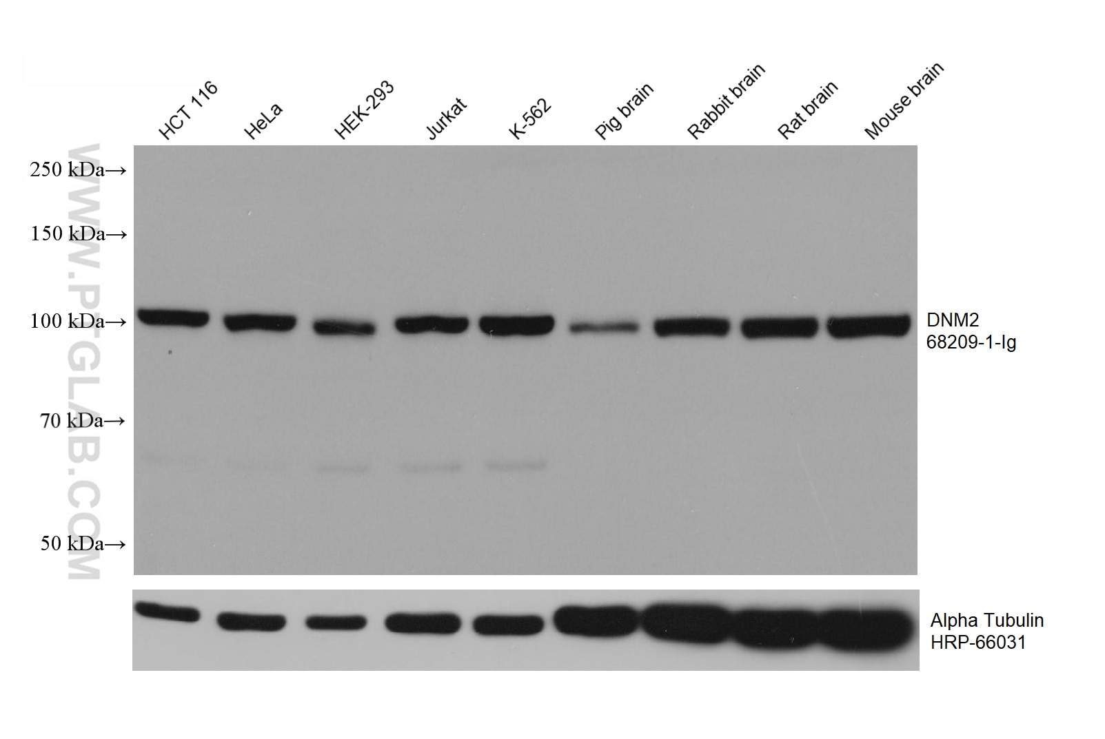 Western Blot (WB) analysis of various lysates using DNM2 Monoclonal antibody (68209-1-Ig)