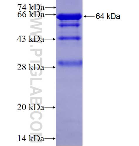 DNM2 fusion protein Ag6156 SDS-PAGE
