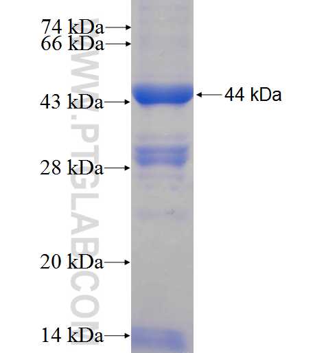 DNM2 fusion protein Ag6274 SDS-PAGE