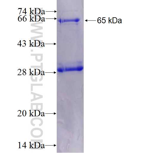 DNM3 fusion protein Ag6381 SDS-PAGE