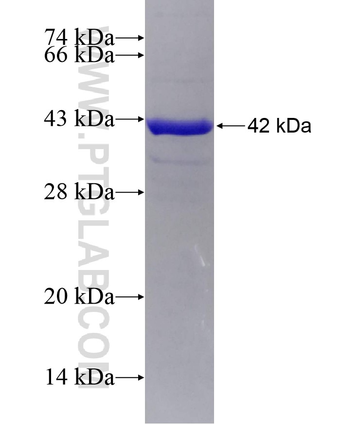 DNM3 fusion protein Ag6801 SDS-PAGE