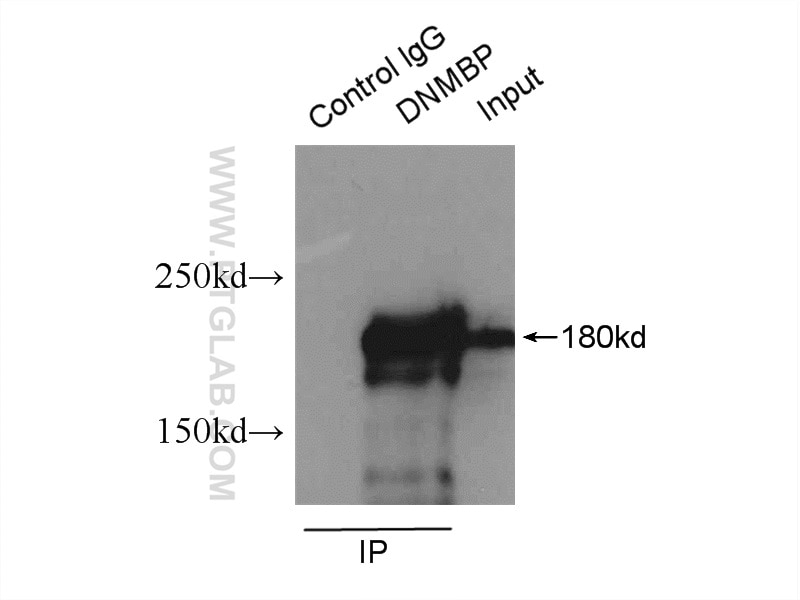 Immunoprecipitation (IP) experiment of mouse testis tissue using DNMBP Polyclonal antibody (17191-1-AP)