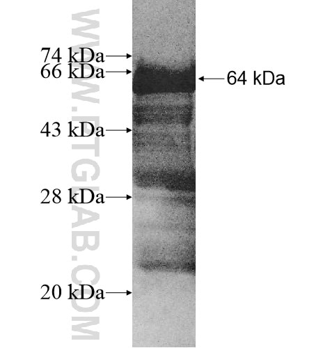 DNMBP fusion protein Ag10973 SDS-PAGE