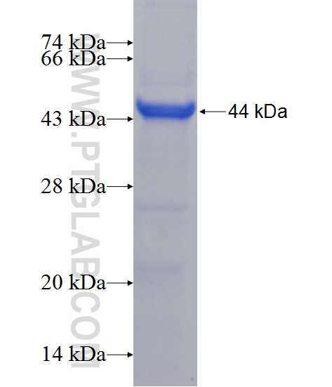 DNMBP fusion protein Ag11252 SDS-PAGE