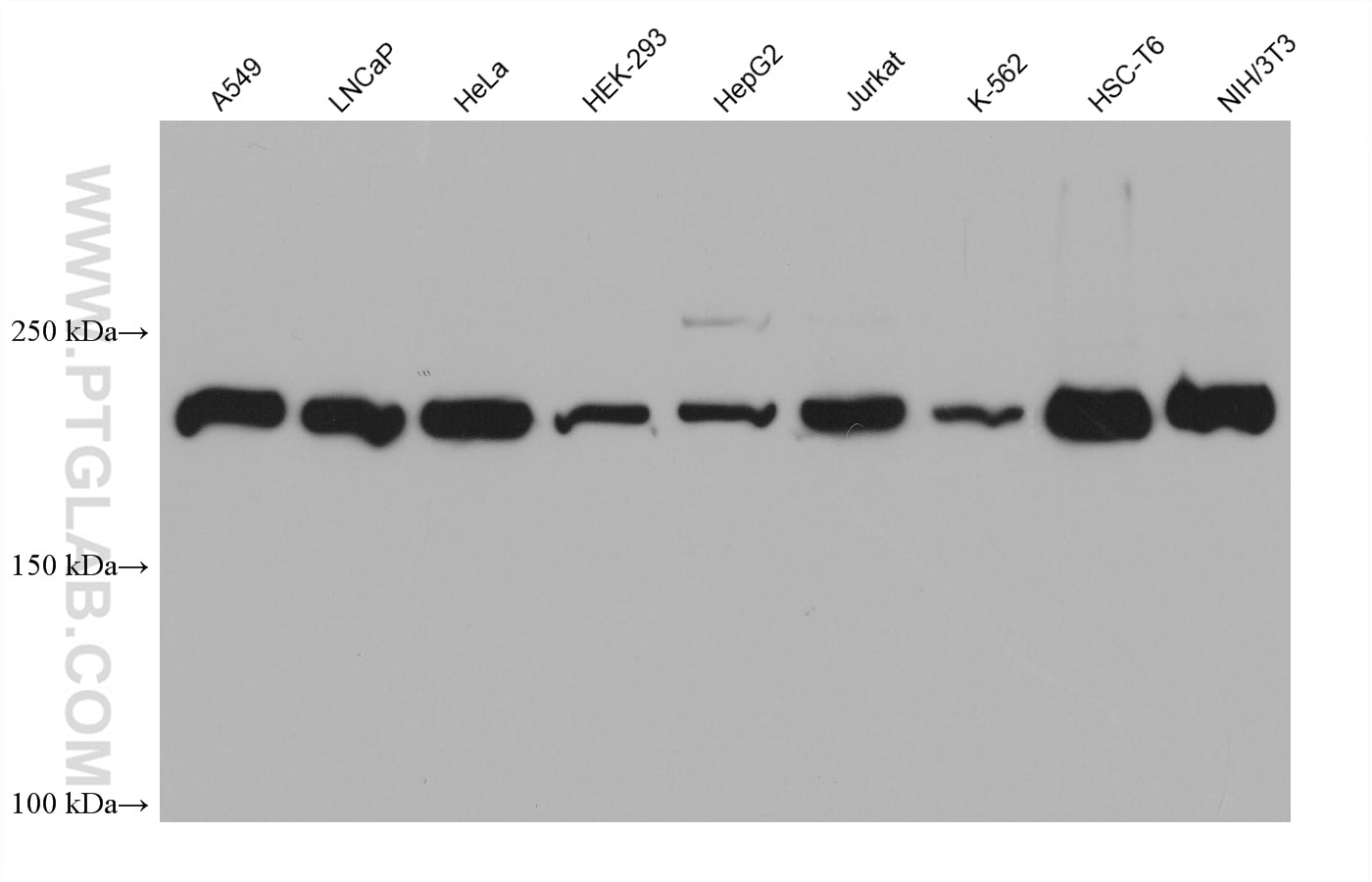 Western Blot (WB) analysis of various lysates using DNMT1 Monoclonal antibody (68485-1-Ig)