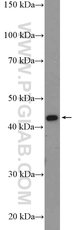 Western Blot (WB) analysis of mouse liver tissue using DNMT2 Polyclonal antibody (19221-1-AP)