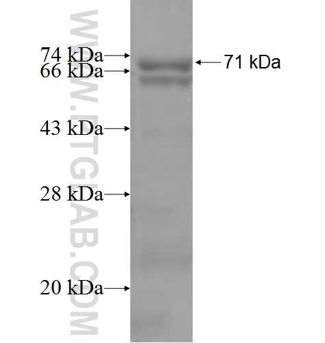 DNMT2 fusion protein Ag5461 SDS-PAGE