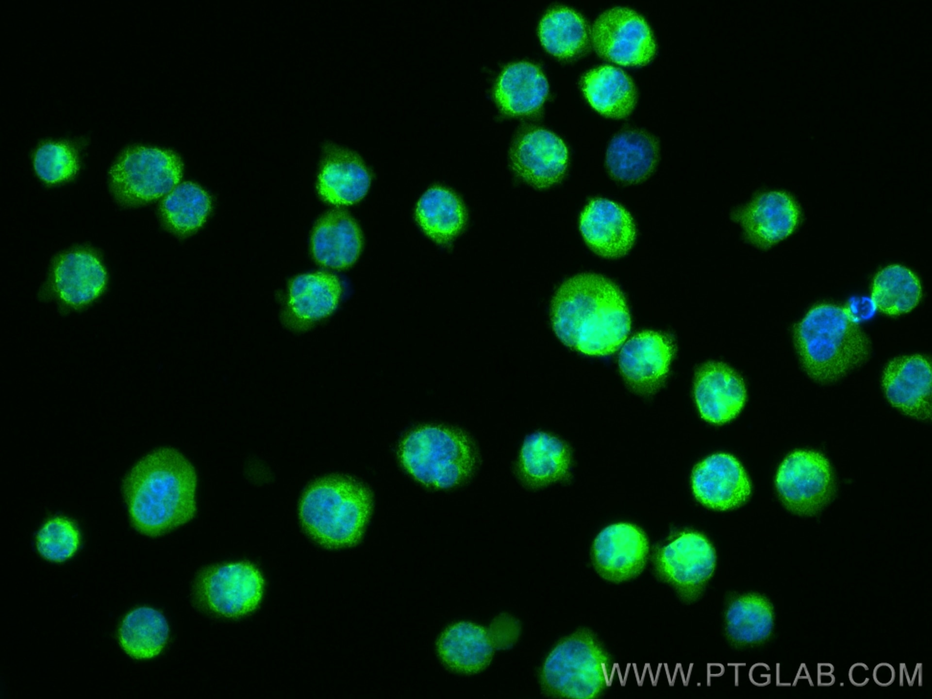 Immunofluorescence (IF) / fluorescent staining of K-562 cells using DNMT3A Polyclonal antibody (20954-1-AP)