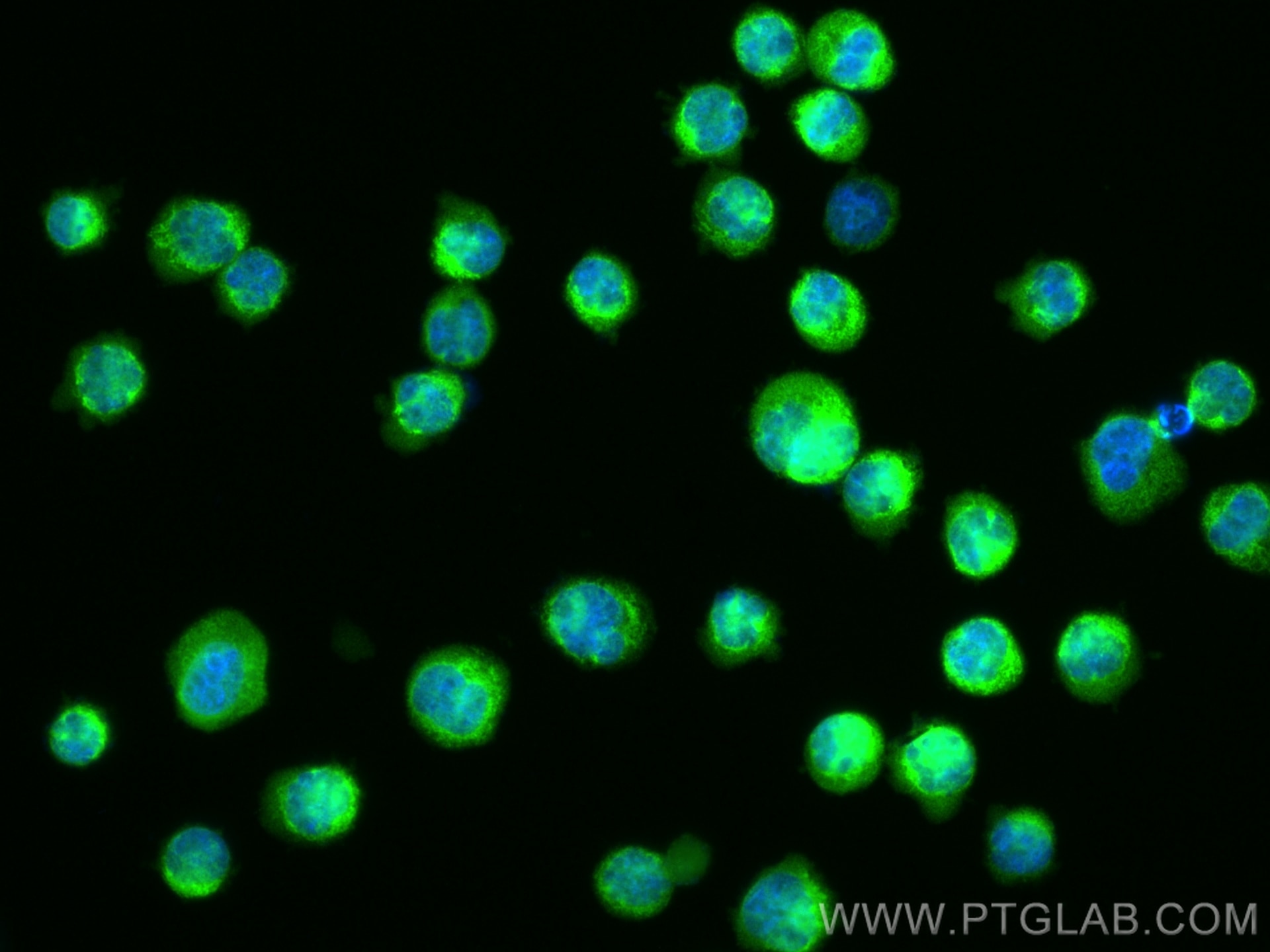 IF Staining of K-562 using 20954-1-AP