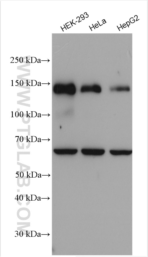 Western Blot (WB) analysis of various lysates using DNMT3A Polyclonal antibody (20954-1-AP)