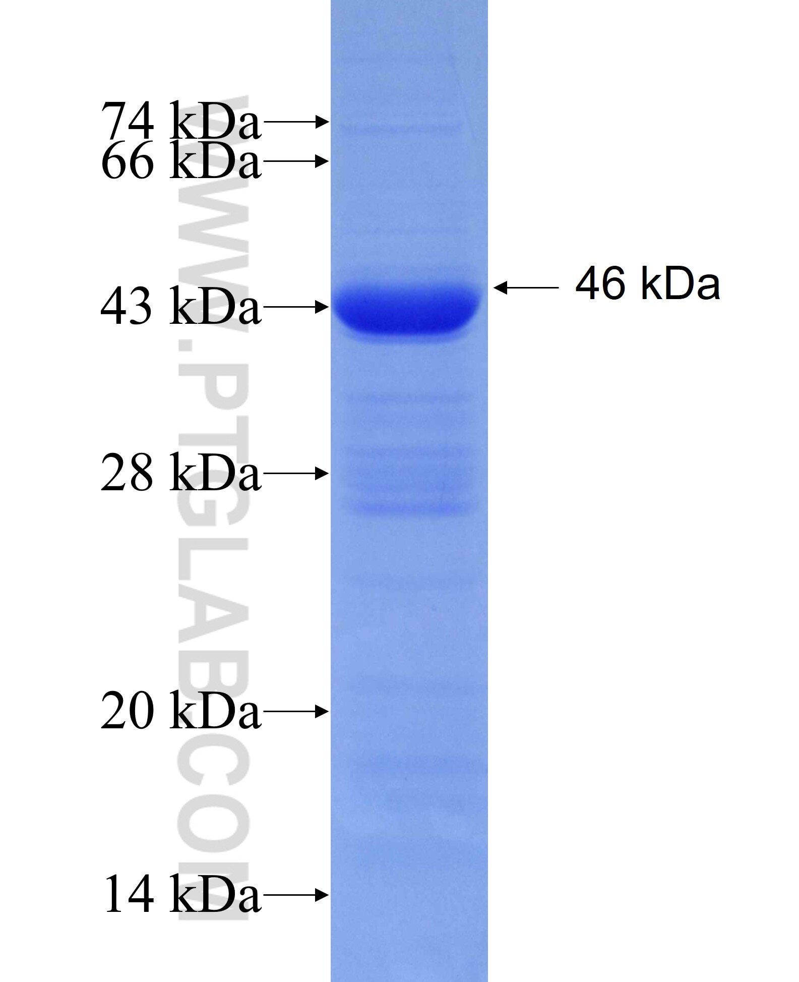 DNMT3A fusion protein Ag7015 SDS-PAGE