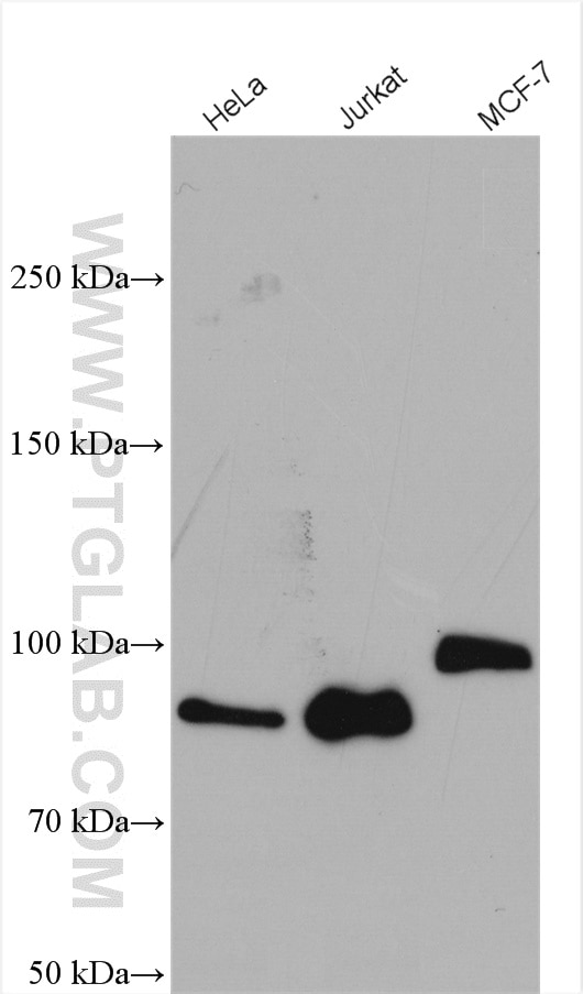 Western Blot (WB) analysis of various lysates using DNMT3B Polyclonal antibody (26971-1-AP)