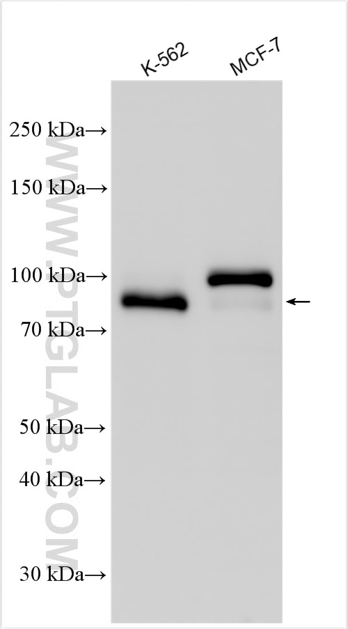 Western Blot (WB) analysis of various lysates using DNMT3B Polyclonal antibody (26971-1-AP)