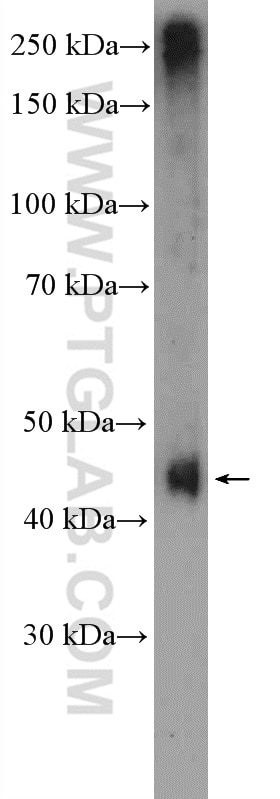 Western Blot (WB) analysis of mouse testis tissue using DNMT3L Polyclonal antibody (14939-1-AP)