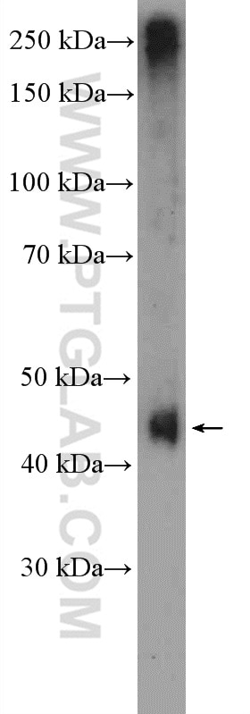 WB analysis of mouse testis using 14939-1-AP