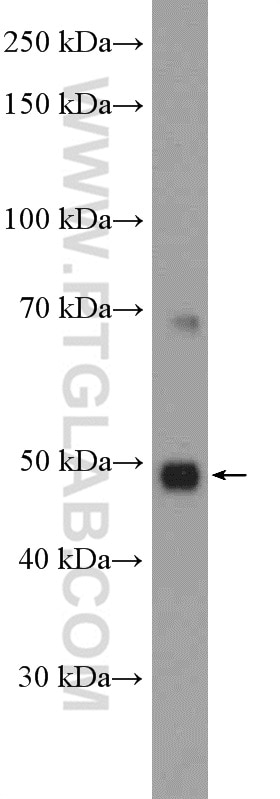Western Blot (WB) analysis of HEK-293 cells using DNMT3L Polyclonal antibody (14939-1-AP)