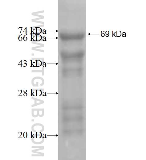 DNMT3L fusion protein Ag6822 SDS-PAGE