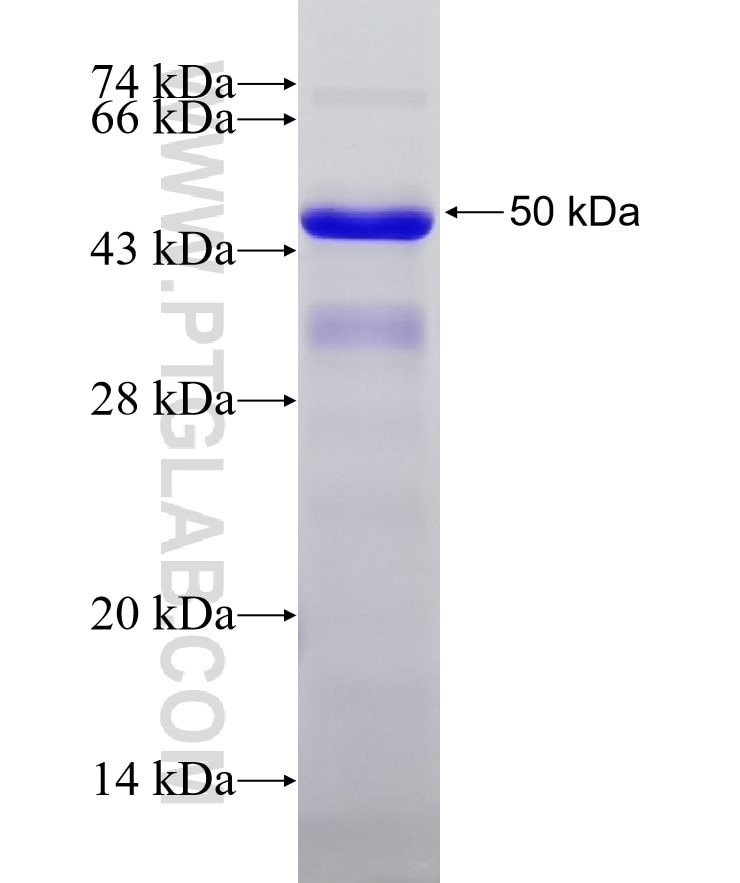 DNMT3L fusion protein Ag7111 SDS-PAGE