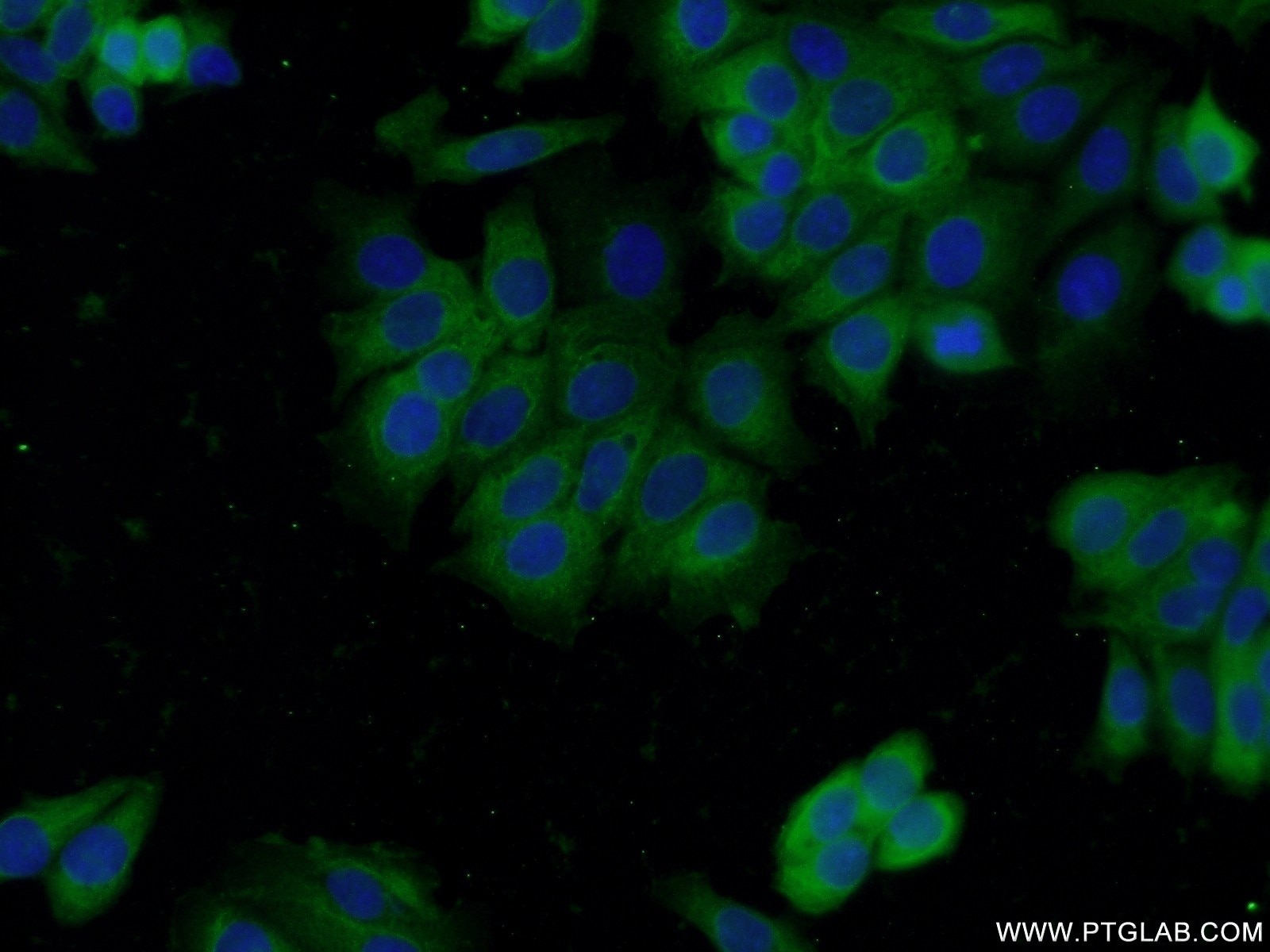 Immunofluorescence (IF) / fluorescent staining of MCF-7 cells using DNPEP Polyclonal antibody (15016-1-AP)