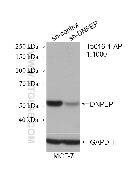 Western Blot (WB) analysis of MCF-7 cells using DNPEP Polyclonal antibody (15016-1-AP)