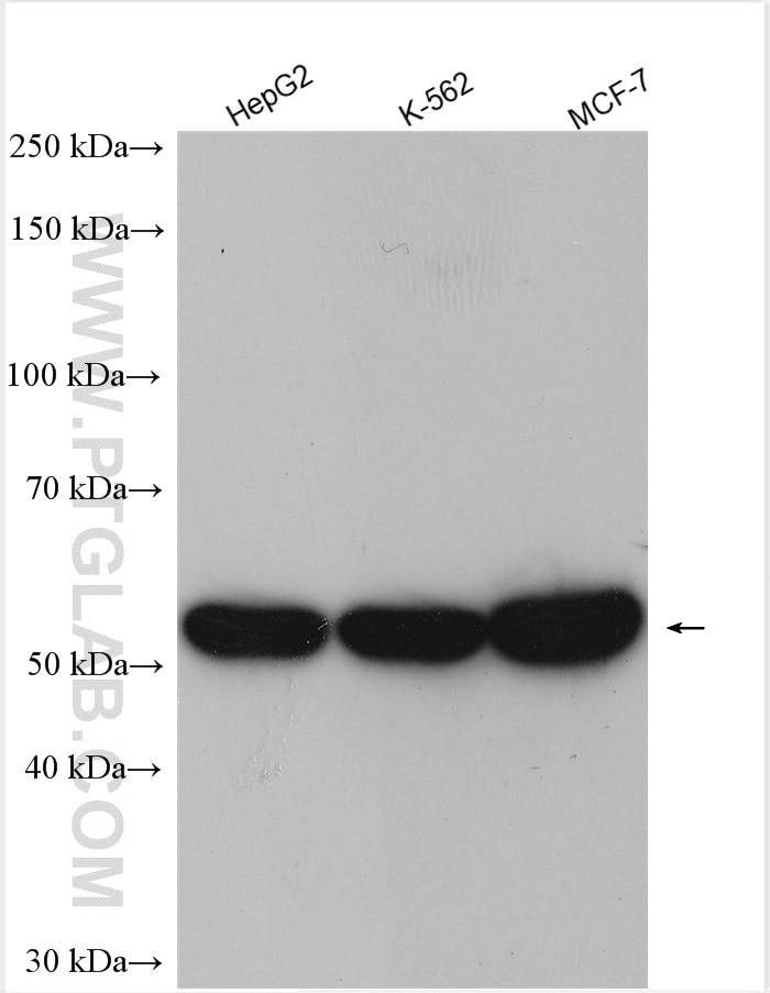 Western Blot (WB) analysis of various lysates using DNPEP Polyclonal antibody (15016-1-AP)