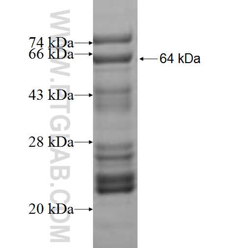 DNPEP fusion protein Ag6966 SDS-PAGE